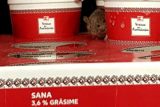 Alte 7 animale din supermarketuri, în afară de șoarecele de la Kaufland