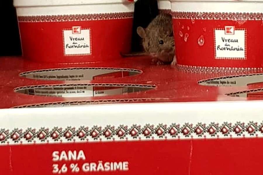 Alte 7 animale din supermarketuri, în afară de șoarecele de la Kaufland