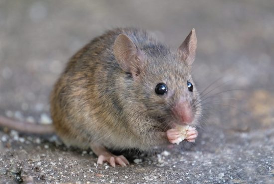 7 informații utile despre șobolani și șoareci