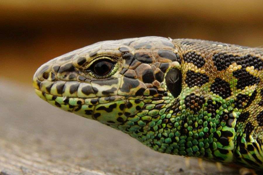 7 lucruri despre reptilele din România