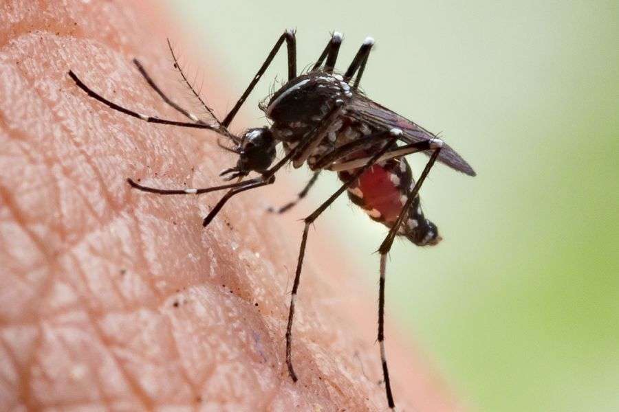 7 specii de țânțari de care nu știai