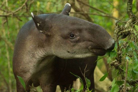 7 animale care trebuiau şi ele domesticite