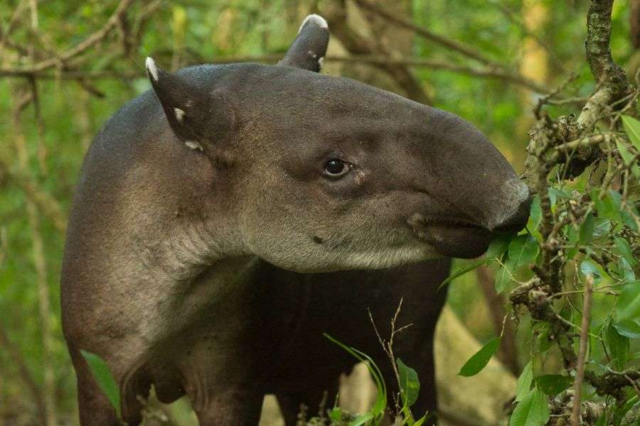 7 animale care trebuiau şi ele domesticite