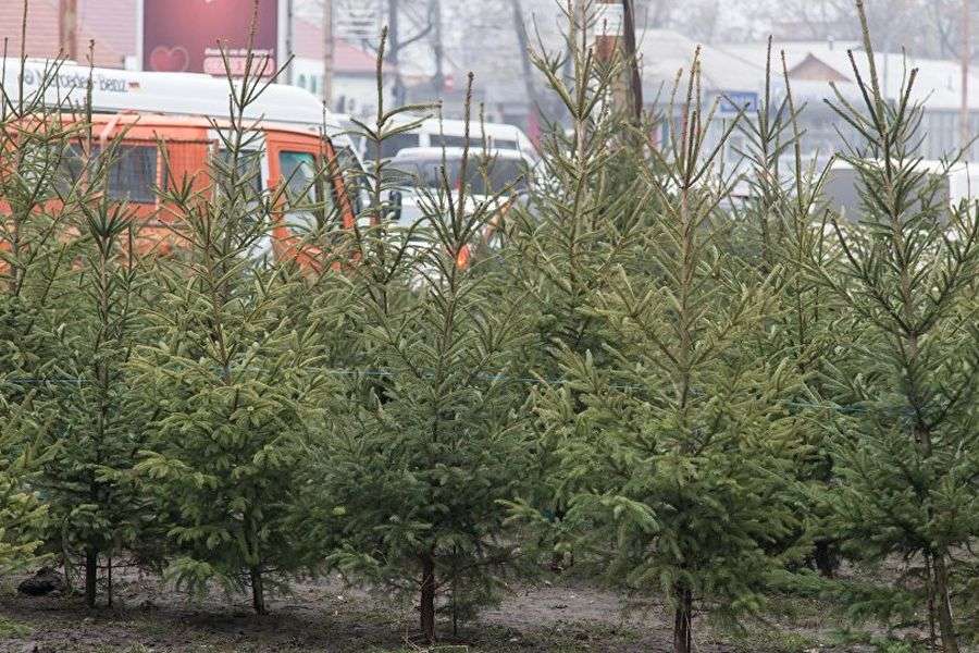 7 sfaturi pentru alegerea unui brad de Crăciun