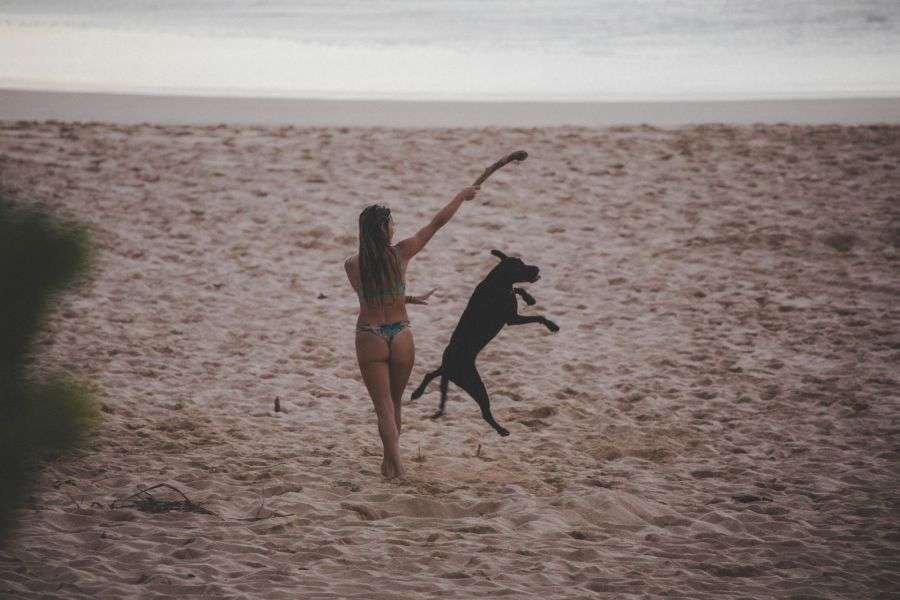 7 locuri ideale de mers în vacanță cu câinele