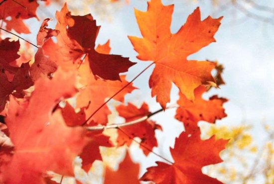 Cele mai frumoase 7 obiceiuri româneşti de toamnă