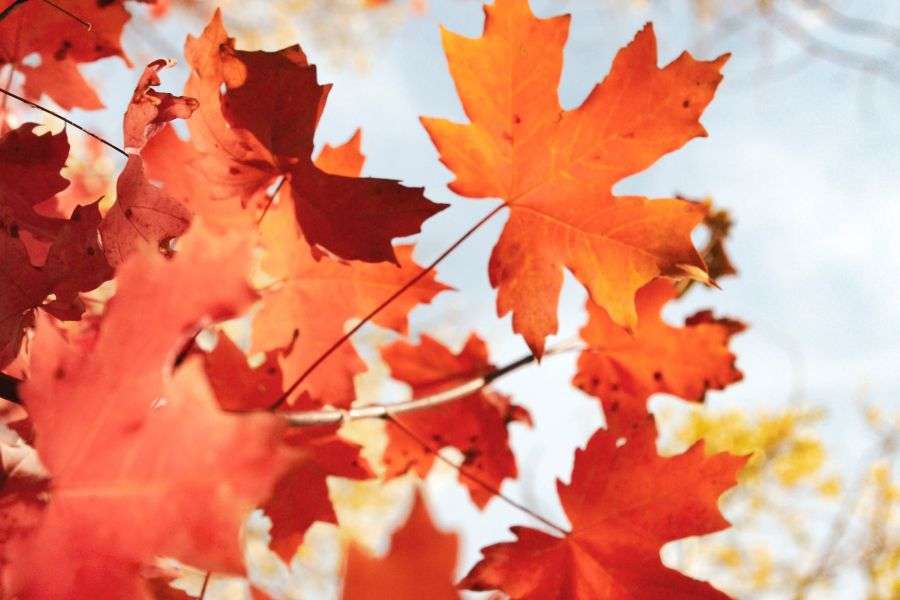 Cele mai frumoase 7 obiceiuri româneşti de toamnă