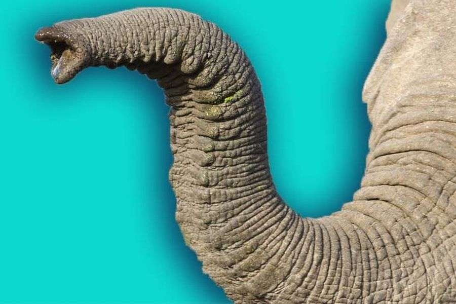 Scandalos: 9 din 10 angajaţi ai Institutului Levantului cred că Levantul e un animal cu trompă