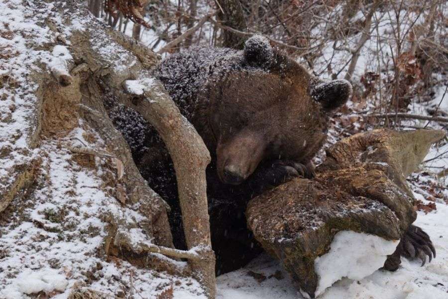 7 lucruri pe care le fac urșii în bârlog