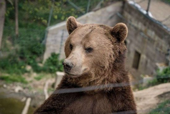 7 sfaturi utile dacă te întâlneşti cu ursul