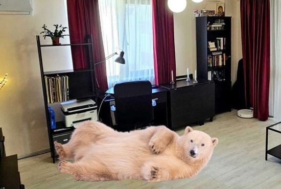 7 motive pentru care merită să ții un urs polar în apartament