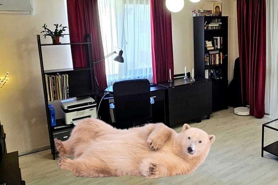 7 motive pentru care merită să ții un urs polar în apartament