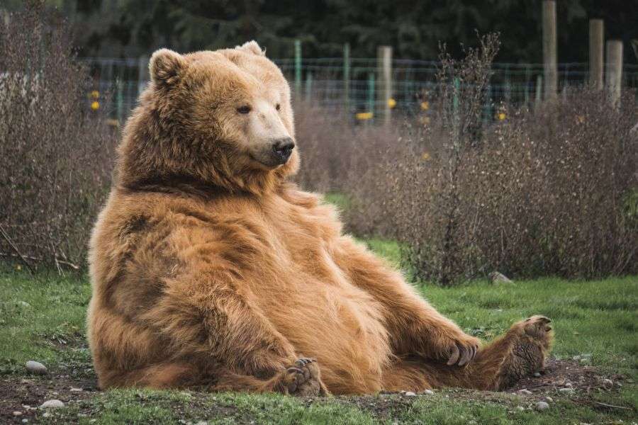 7 lucruri pe care să nu le faci dacă te întâlnești cu un urs în drumeție
