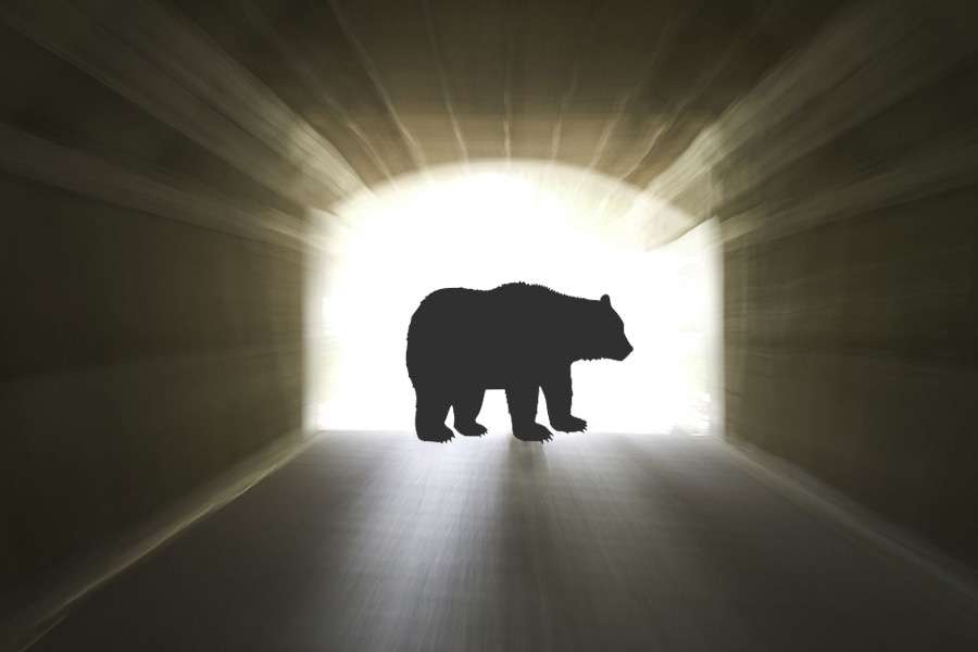 7 indicii că ai fost un urs într-o viață anterioară