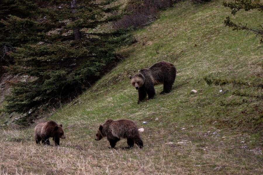 7 măsuri ale autorităților care ar putea reduce atacurile urșilor