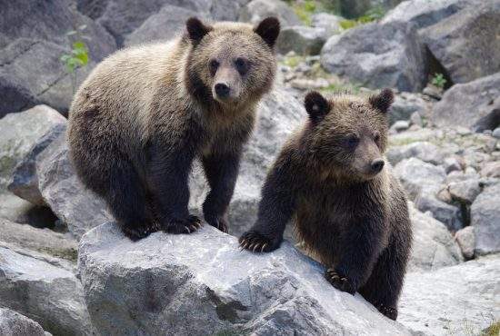 Instinct matern. O ursoaică îşi obligă puii să poarte blană deşi sunt 35 de grade afară