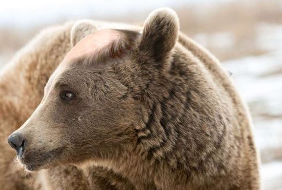 7 animale preistorice care au dispărut