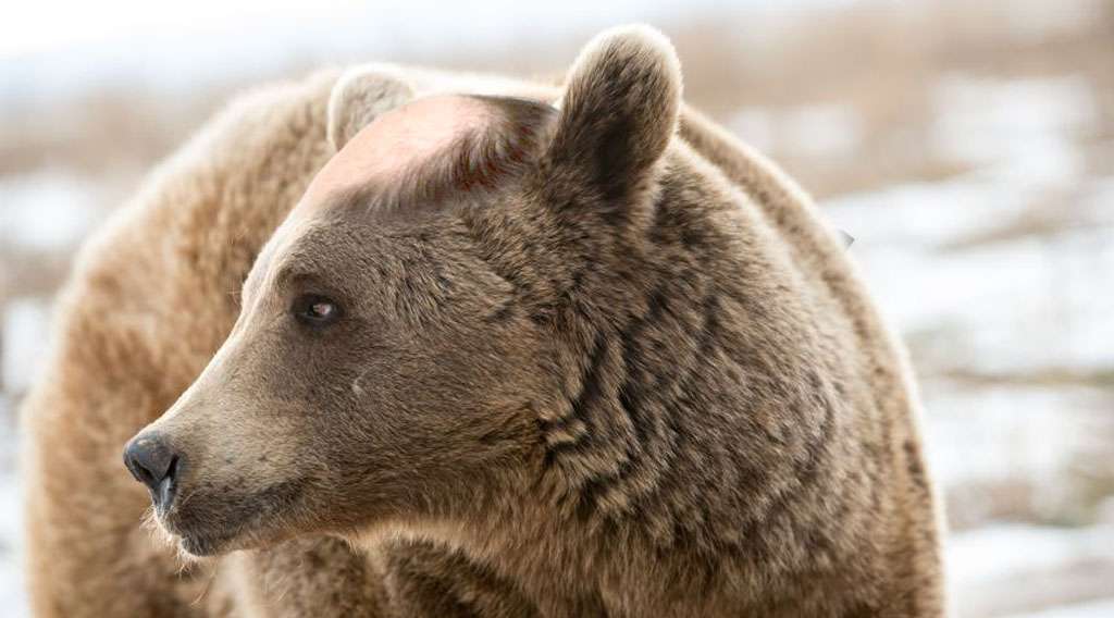 7 animale preistorice care au dispărut