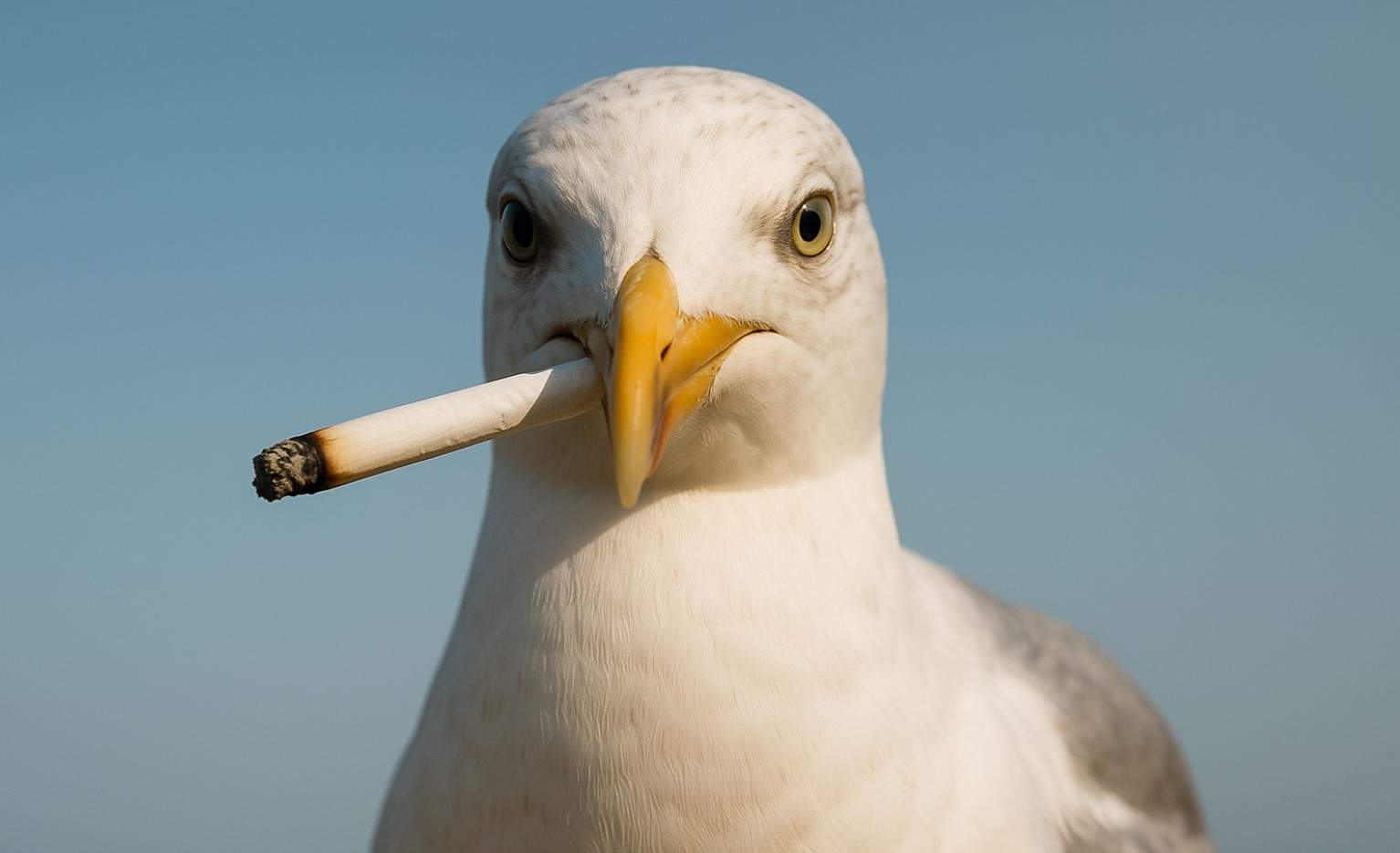 Un pescăruş drogat terorizează Costineştiul după ce a ciugulit chiştoace la Beach Please