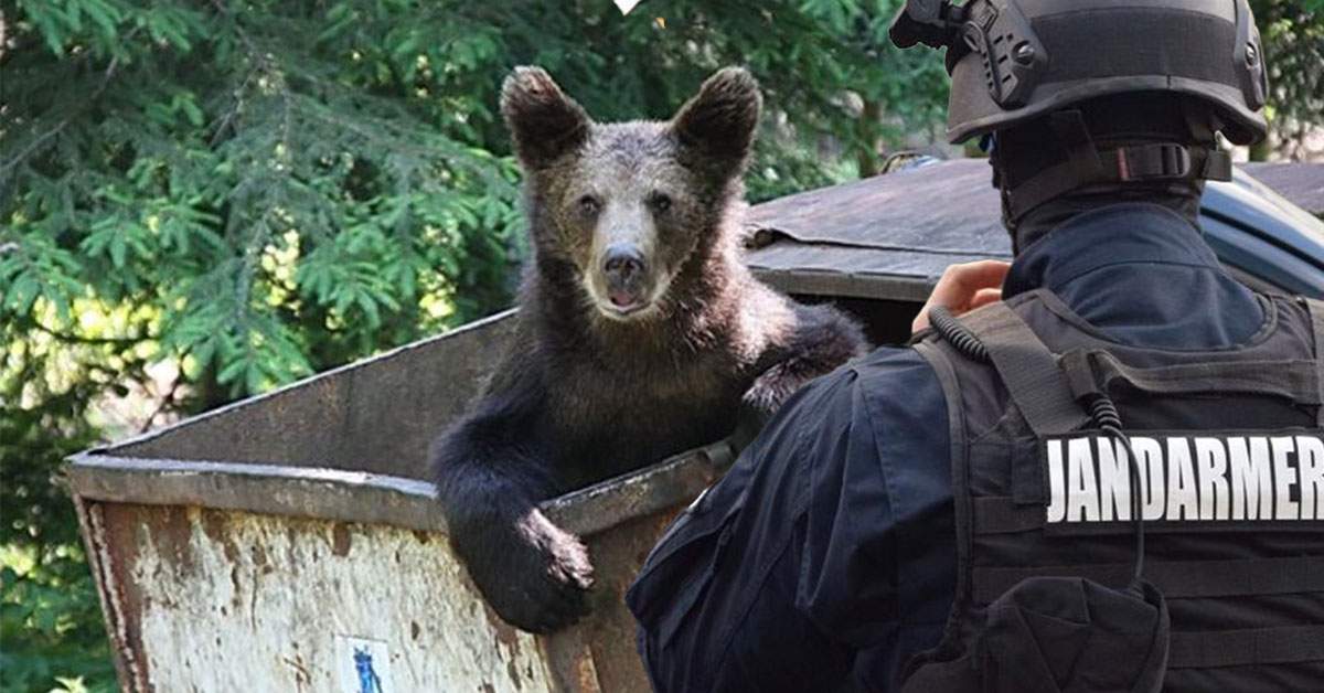 Jandarmii au alungat un urs în Brașov: ”Hai, treci la scara ta!”