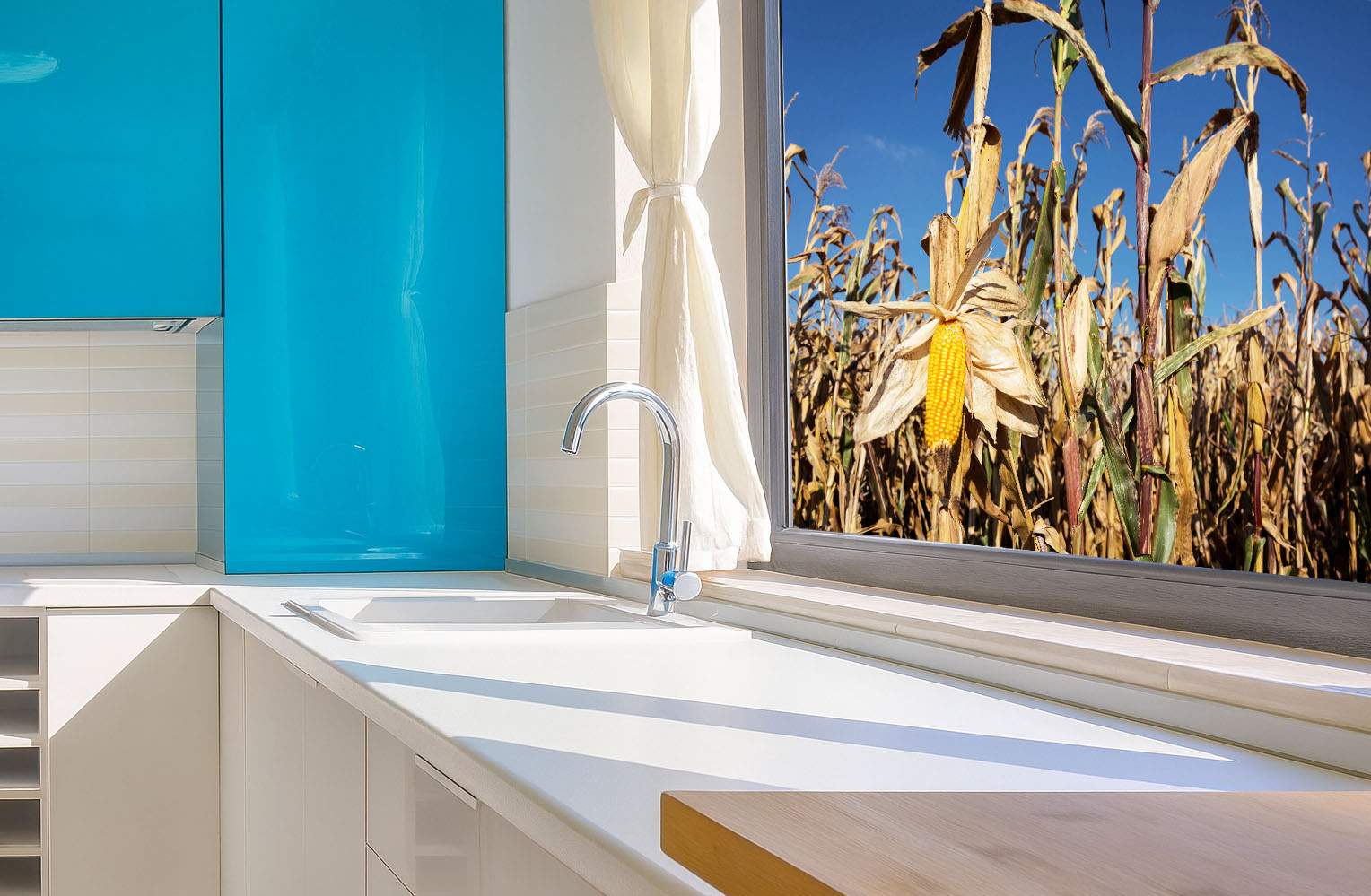 Trântori! Rezidenții din Greenfield nu și-au cules nici până acum porumbul din fața geamului