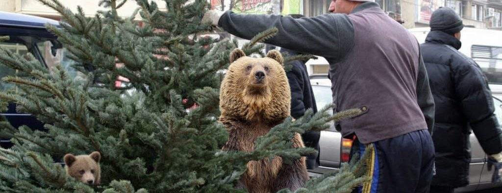 Urșii chiar s-au înmulțit! Un român a găsit doi urși în loc de unu în bradul cumpărat