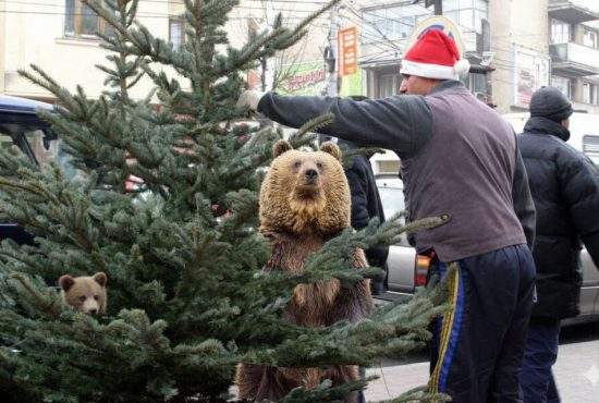 Urșii chiar s-au înmulțit! Un român a găsit doi urși în loc de unu în bradul cumpărat