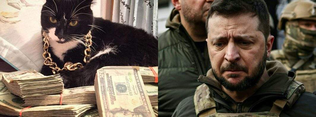 Motanul lui Zelenski, arestat pentru delapidare de crănțănele din fonduri NATO