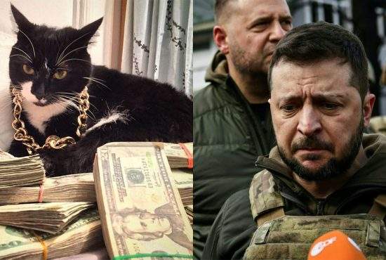 Motanul lui Zelenski, arestat pentru delapidare de crănțănele din fonduri NATO