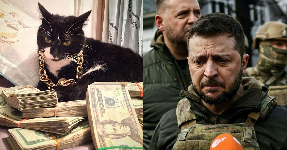 Motanul lui Zelenski, arestat pentru delapidare de crănțănele din fonduri NATO