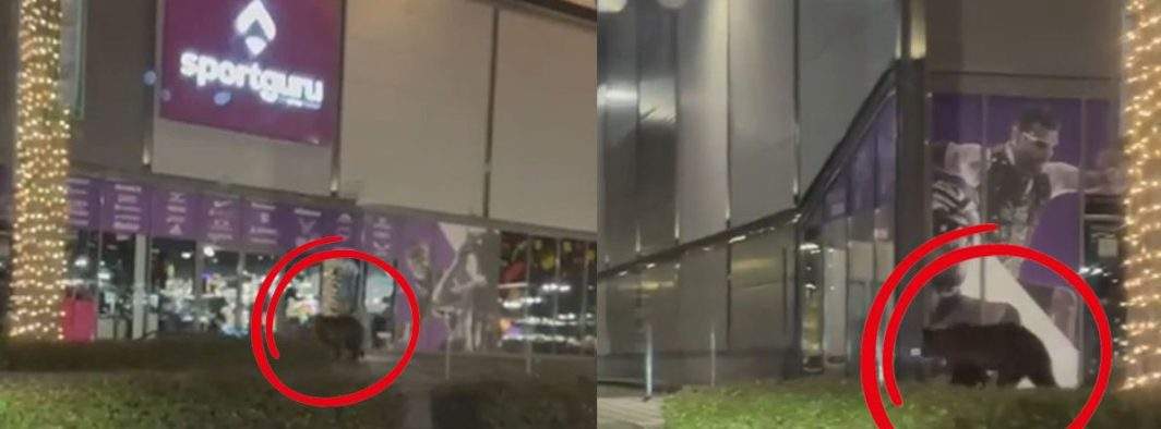 Ursul din Brașov s-a plâns la ANPC că a fost ignorat de toți angajații SportGuru