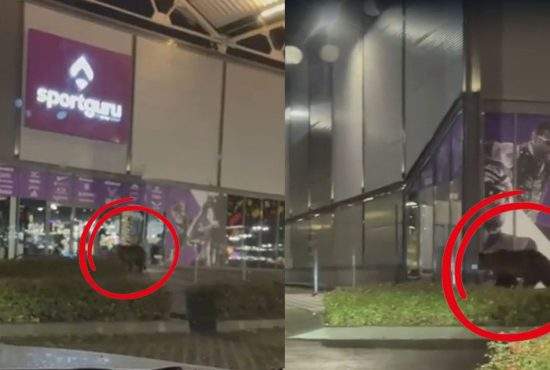 Ursul din Brașov s-a plâns la ANPC că a fost ignorat de toți angajații SportGuru