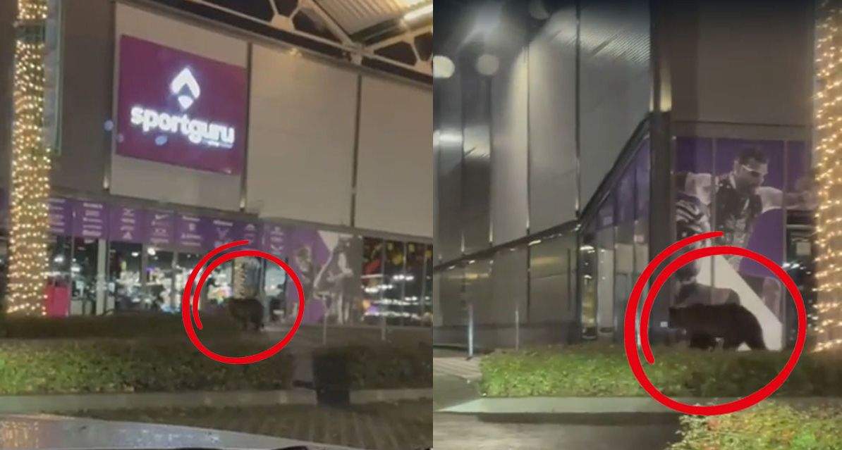 Ursul din Brașov s-a plâns la ANPC că a fost ignorat de toți angajații SportGuru