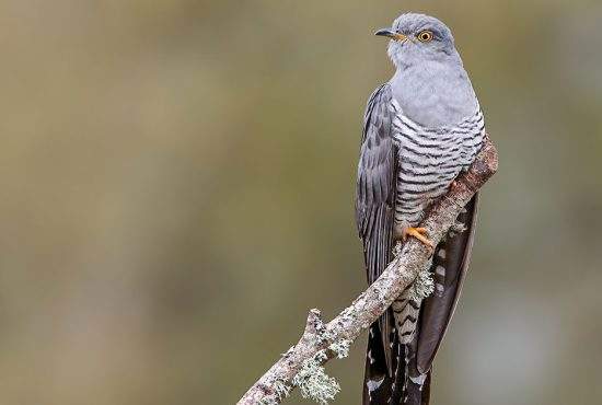 Din cauza defrișărilor necontrolate cuculeana lugojană e pe cale de dispariție