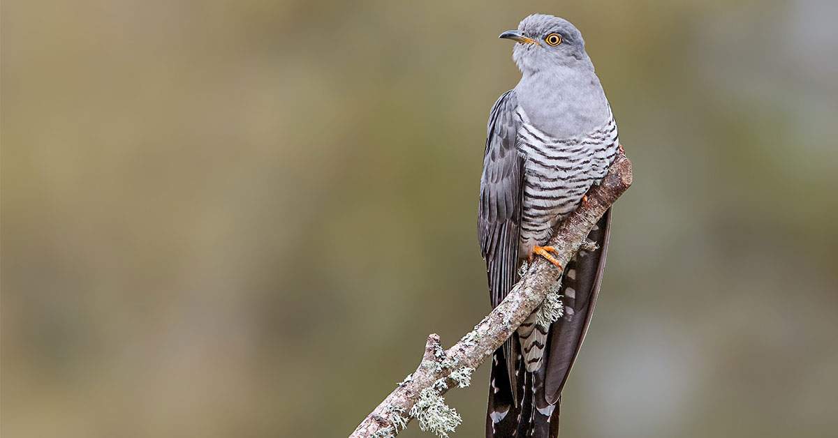 Din cauza defrișărilor necontrolate cuculeana lugojană e pe cale de dispariție