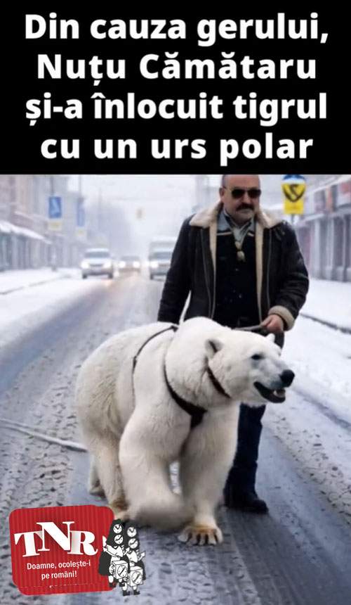 Nuțu urs polar
