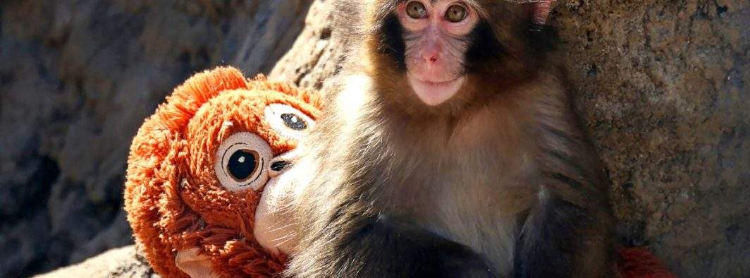 Cât de adorabil! Macacul Punch a scos azi primele sale cuvinte: „Turul doi înapoi”