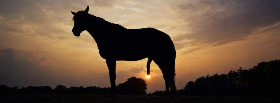 Auzind că industria calului ne va salva, un român a încercat să obţină benzină de la furtunul unui cal