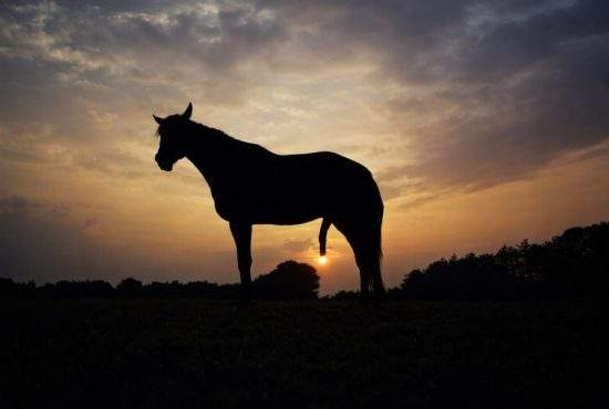 Auzind că industria calului ne va salva, un român a încercat să obţină benzină de la furtunul unui cal