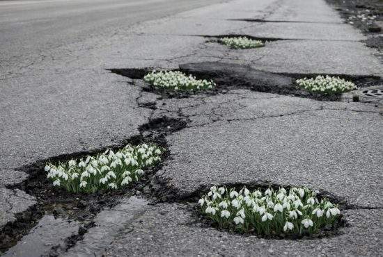 Primăvară superbă în București! Au ieșit ghioceii în miile de gropi din asfalt