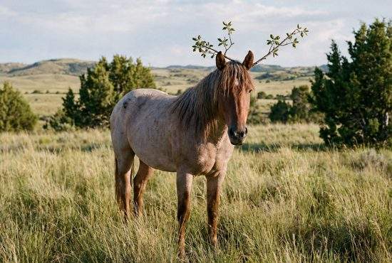 Scandal la Romsilva: Aşa-zisul elan reintrodus în pădurile României era doar un cal cu o creangă pe cap