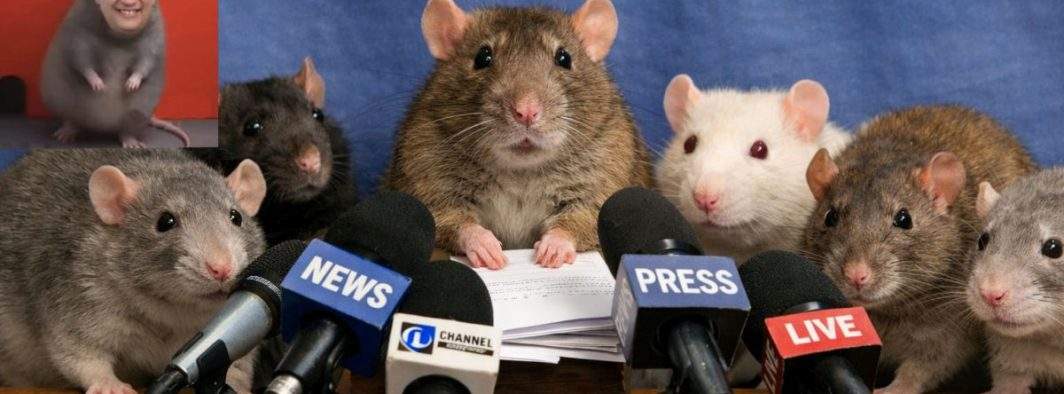 Șobolanii bucureșteni amenință cu plângere la CNCD dacă mai sunt asociați cu PSD