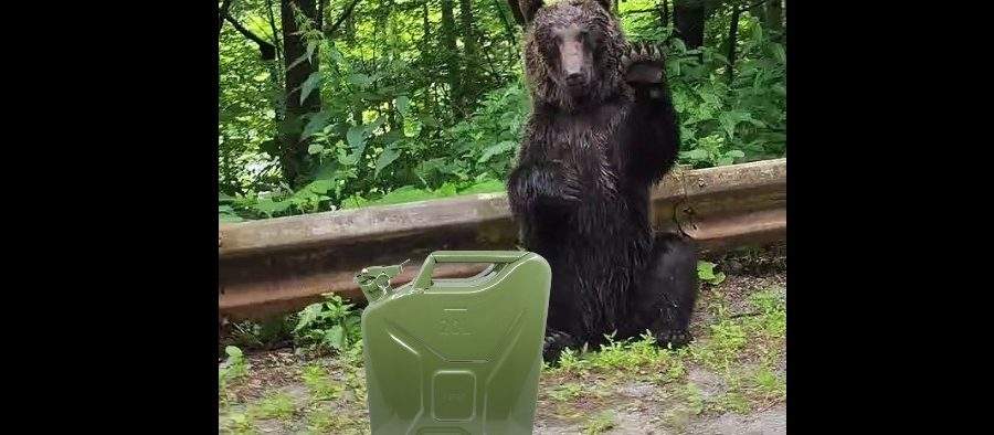 Urșii de pe Transfăgărășan nu mai cerșesc mâncare, stau cu bidonul să le dai motorină