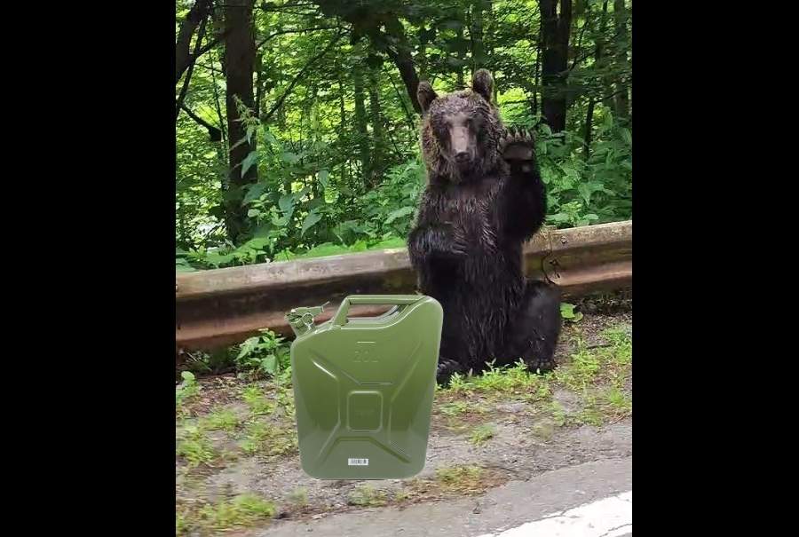 Urșii de pe Transfăgărășan nu mai cerșesc mâncare, stau cu bidonul să le dai motorină