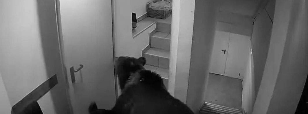 Batjocorit! Un urs așteaptă de 2 zile să-i ia chelnerul comanda într-un hotel din Poiană