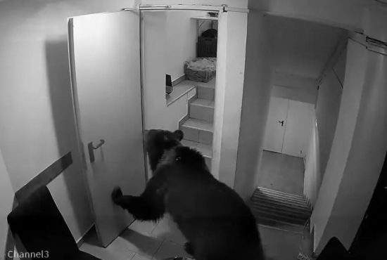 Batjocorit! Un urs așteaptă de 2 zile să-i ia chelnerul comanda într-un hotel din Poiană