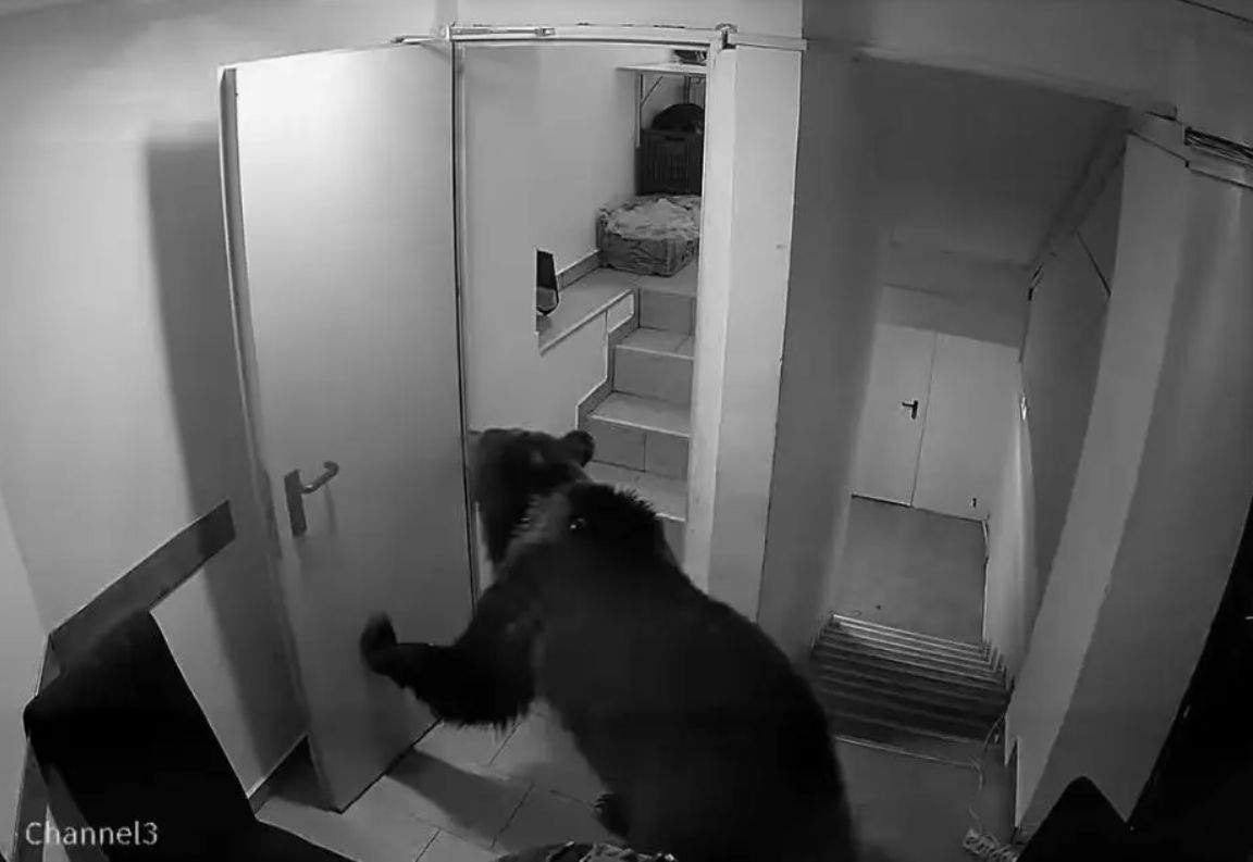 Batjocorit! Un urs așteaptă de 2 zile să-i ia chelnerul comanda într-un hotel din Poiană