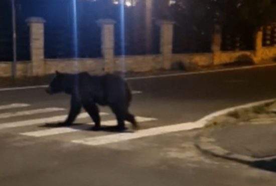 În Predeal se va da Ro-Alert când nu e ursul pe stradă, să știe oamenii că pot ieși din casă