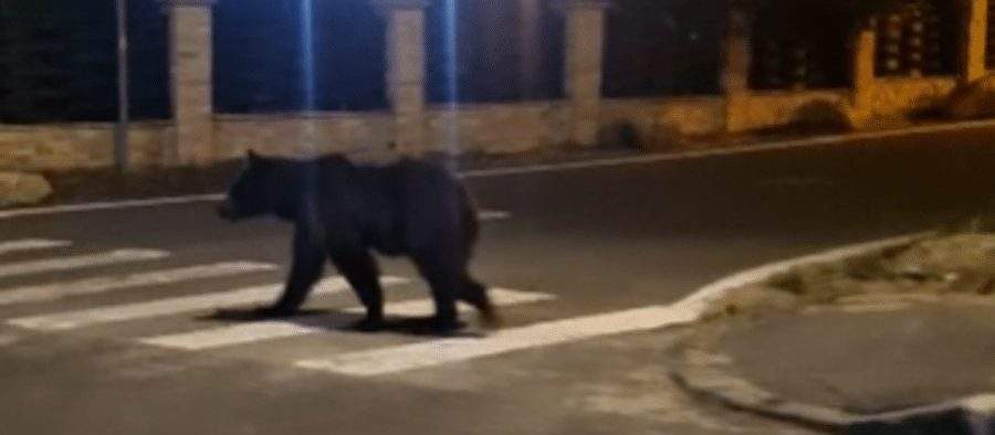 În Predeal se va da Ro-Alert când nu e ursul pe stradă, să știe oamenii că pot ieși din casă