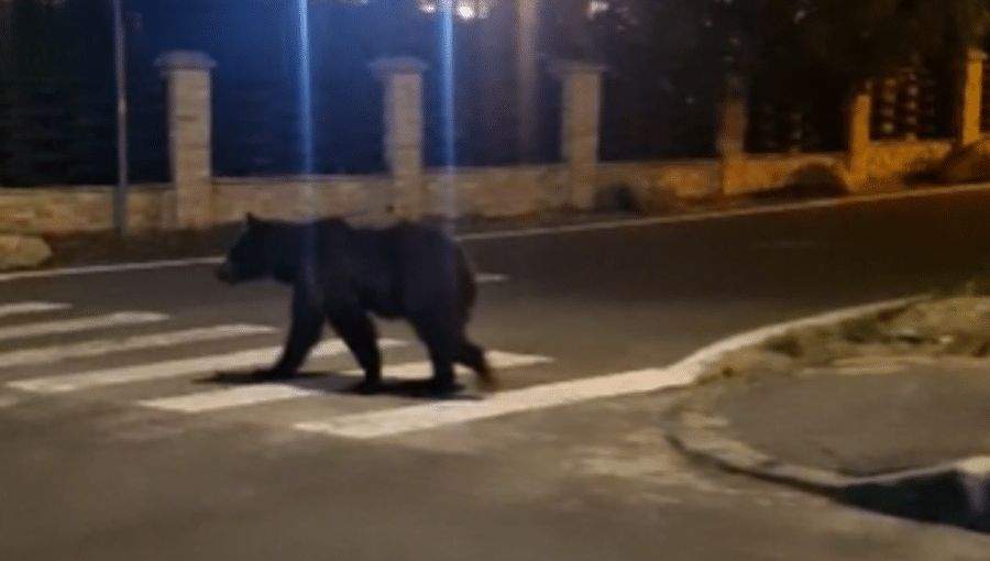 În Predeal se va da Ro-Alert când nu e ursul pe stradă, să știe oamenii că pot ieși din casă